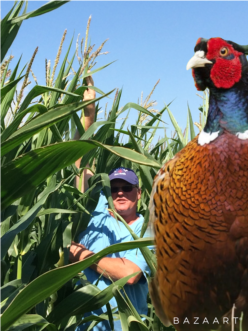 Pheasant hunting in North Dakota